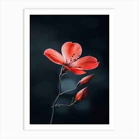 Red Flower On Dark Background Art Print