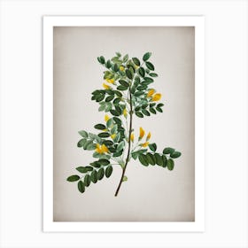 Vintage Siberian Pea Tree Botanical on Parchment n.0368 Art Print