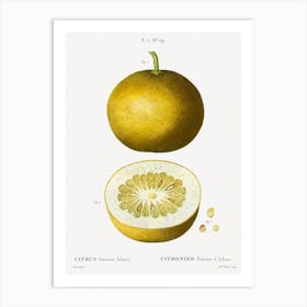Citrus, Adam's Apple, Pierre Joseph Redoute Art Print
