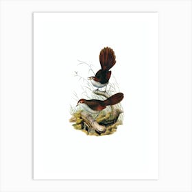 Vintage Rufous Headed Bristle Bird Bird Illustration on Pure White n.0283 Art Print