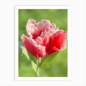 Red Tulip Art Print