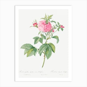 Agatha Rose, Pierre Joseph Redoute 1 Art Print