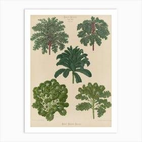 Four Ferns Art Print