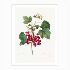 Red Currant From Choix Des Plus Belles Fleurs, Pierre Joseph Redouté Art Print