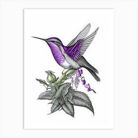 Violet Crowned Hummingbird Vintage Botanical Line Drawing Art Print