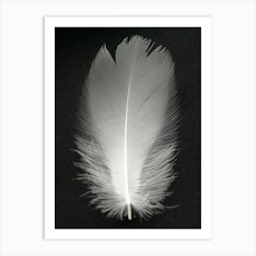 White Pheasant Feather Art Print