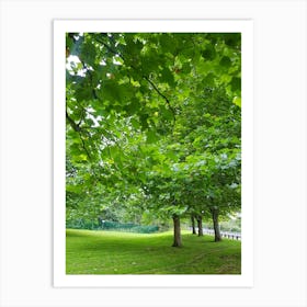 Green Trees In A Park Art Print