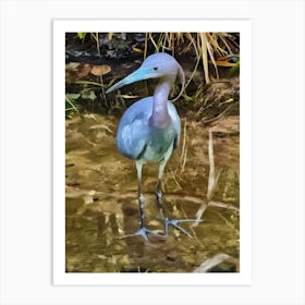 Little Blue Heron Art Print