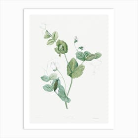 White Lolliradio Pea Flower, Pierre Joseph Redoute Art Print