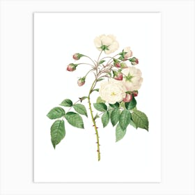 Vintage Adelia Aurelianensis Botanical Illustration on Pure White Art Print