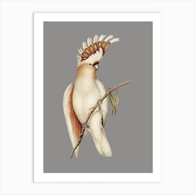 Cockatoo - Warm Grey Art Print