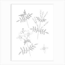 Jasmine Flowers On White Art Print