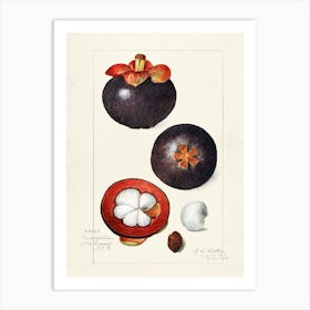 Aphrodisiac Fruit Art Print