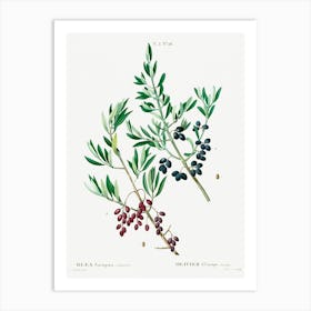 Wild Olive, Pierre Joseph Redoute Art Print