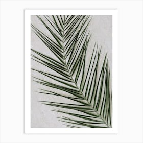 Tropical Palm Leaf Closeup Art Print