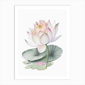 Water Lily Floral Quentin Blake Inspired Illustration 2 Flower Art Print