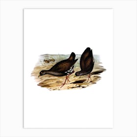 Vintage Black Tailed Nativehen Bird Illustration on Pure White n.0301 Art Print