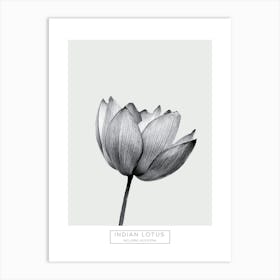 Minimalist Black and White Indian Lotus Art Print