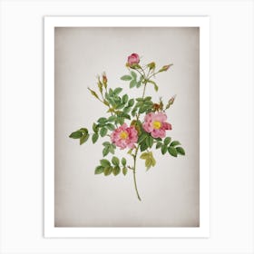 Vintage Pink Rosebush Bloom Botanical on Parchment n.0572 Art Print