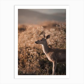 Mule Deer In Tall Grass Art Print