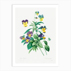 Wild Pansy, Pierre Joseph Redoute Art Print