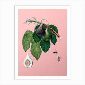 Vintage Fig Botanical on Soft Pink n.0237 Art Print