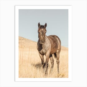 Gray Horse Colt Art Print