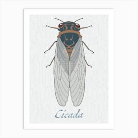 Cicada Bug Insect Australia Beetle 5 Poster