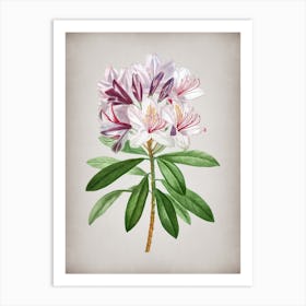 Vintage Common Rhododendron Botanical on Parchment n.0520 Art Print