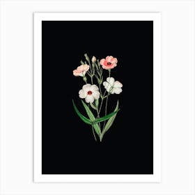 Vintage Dark Eyed Viscaria Flower Branch Botanical Illustration on Solid Black n.0316 Art Print