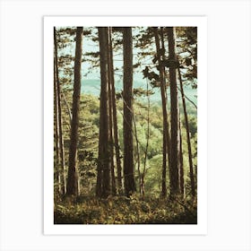 Walk In The Woods Art Print