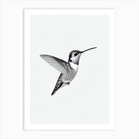 Hummingbird B&W Pencil Drawing 1 Bird Art Print