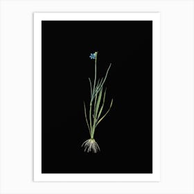 Vintage Narrow leaf Blue eyed grass Botanical Illustration on Solid Black n.0057 Art Print