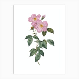 Vintage Tea Scented Roses Bloom Botanical Illustration on Pure White n.0027 Art Print