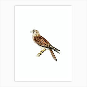 Vintage Common Kestrel Falcon Bird Illustration on Pure White Art Print