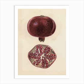 Pomegranate 11 Art Print