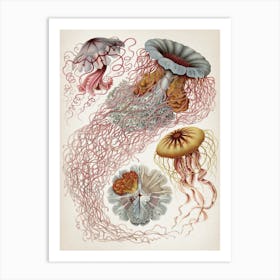 Vintage Haeckel 4 Tafel 8 Scheibenquallen Art Print