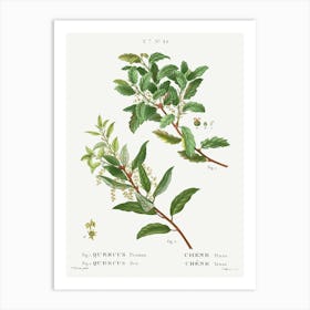 Evergreen Oak, Pierre Joseph Redoute Art Print