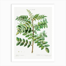 Sicilian Sumac, Pierre Joseph Redoute Art Print