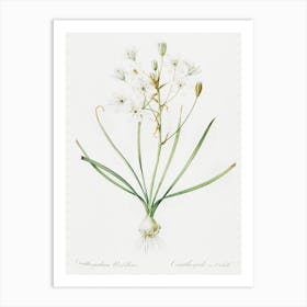 Ornithogalum Umbellatum Illustration From Les Liliacée, Pierre Joseph Redouté Art Print