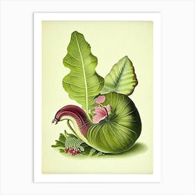 Roman Snail  Botanical Art Print