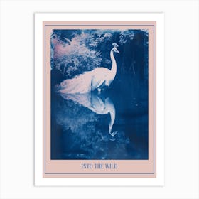 White Peacock In The Water Looking At Reflection Poster Art Print