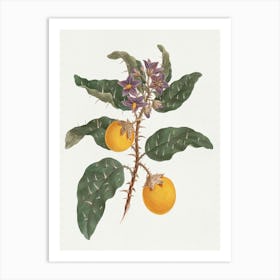 Solanum Incanum L. (Wild Egg Plant), Luigi Balugani Art Print