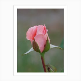 Pink Rose Bud Art Print