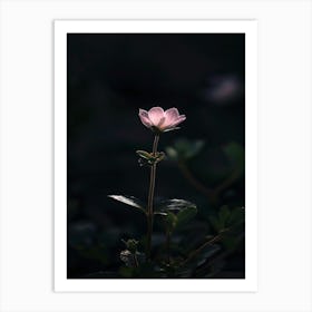 Pink Flower In The Dark 6 Art Print