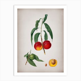Vintage Walnut Peach Botanical on Parchment n.0134 Art Print