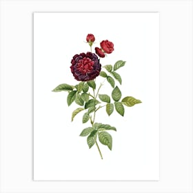 Vintage One Hundred Leaved Rose Botanical Illustration on Pure White n.0687 Art Print