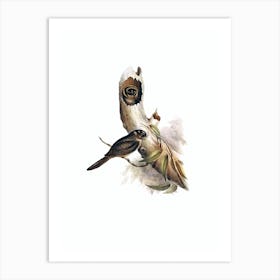 Vintage Owlet Nightjar Bird Illustration on Pure White n.0159 Art Print