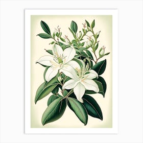 Jasmine Floral 3 Botanical Vintage Poster Flower Art Print
