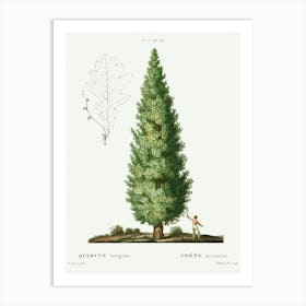 English Oak, Quercus Fastigiata, Pierre Joseph Redoute Art Print